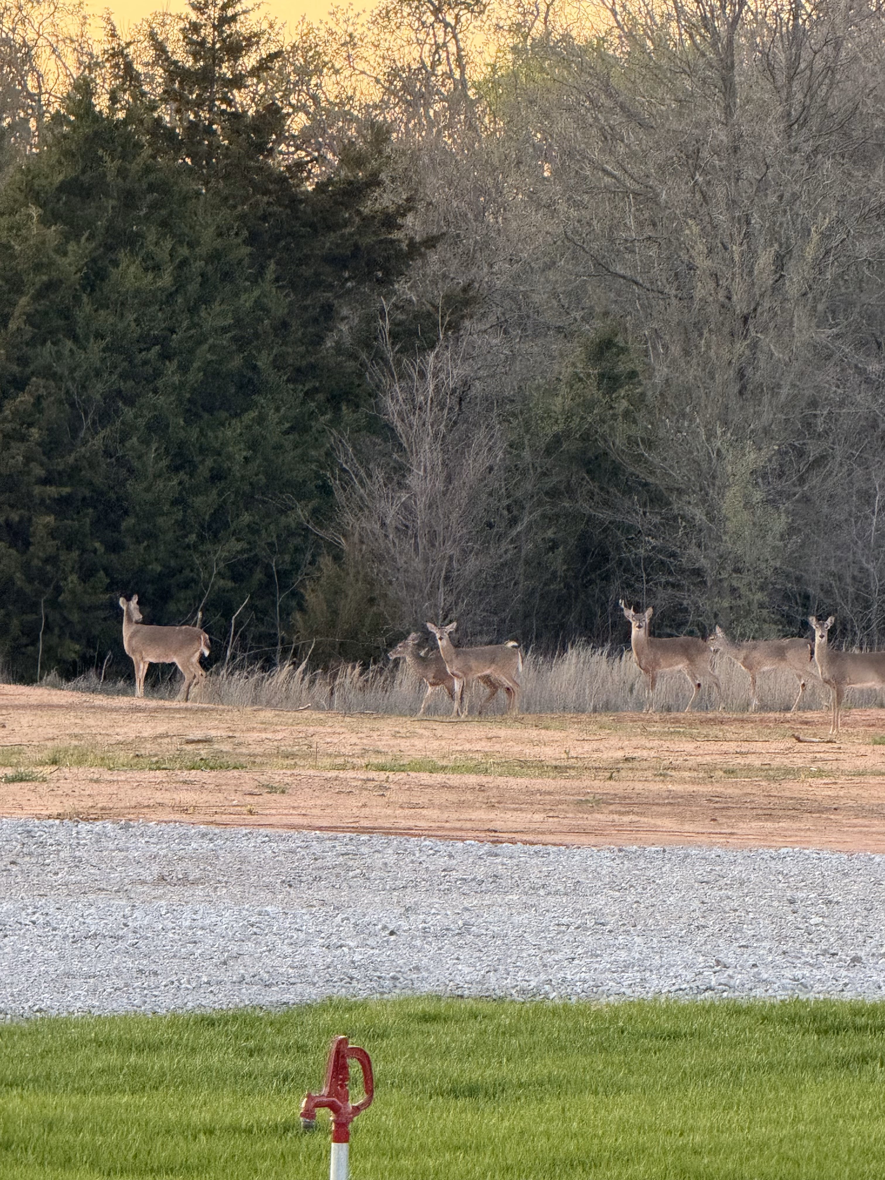 Wild deer grazing at sunset near RV sites at Roadrunner Ranch RV Resort in southern Oklahoma